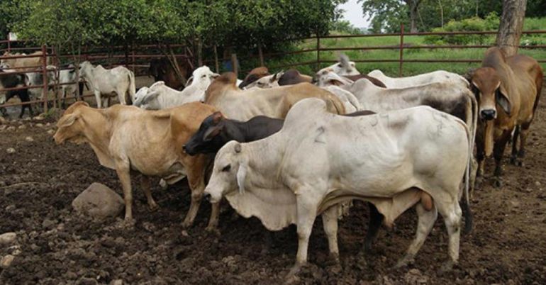Enfermedades del ganado: Ganaderos en Arauca anuncian que no realizarán vacunación contra aftosa