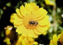 El sexo en las plantas