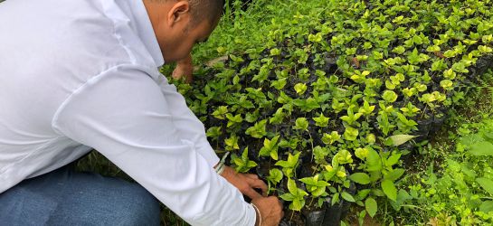 Renovación cafetera Renovación cafetera