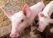 Mitos sobre la carne de cerdo: bien procesada es saludable
