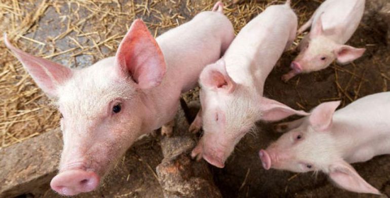 Cerdos: Mitos sobre la carne de cerdo: bien procesada es saludable