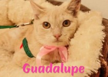 Guadalupe