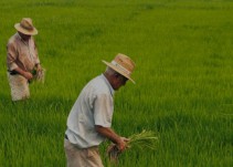 Productores de arroz advierten sobre profundización de su crisis