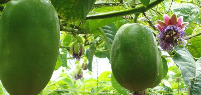 flores y frutos: Pasifloras, frutos de la pasión, con gran potencial exportador