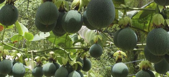 flores y frutos: Pasifloras, frutos de la pasión, con gran potencial exportador flores y frutos: Pasifloras, frutos de la pasión, con gran potencial exportador
