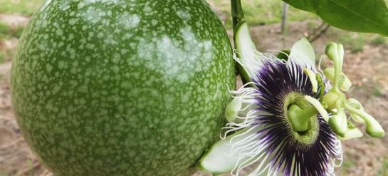 flores y frutos: Pasifloras, frutos de la pasión, con gran potencial exportador flores y frutos: Pasifloras, frutos de la pasión, con gran potencial exportador