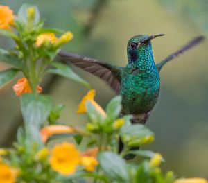3 años fotografiando las aves colombianas como un afición.. 3 años fotografiando las aves colombianas como un afición..