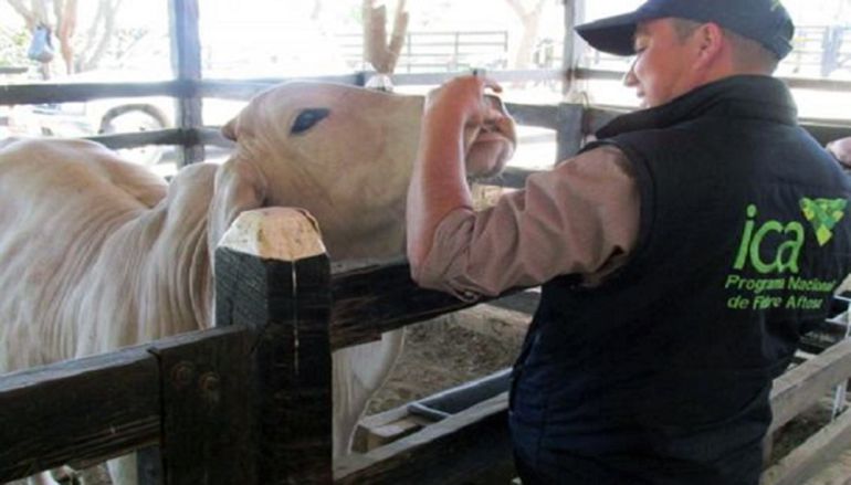 Aftosa: Levantan cuarentena por aftosa en Boyacá