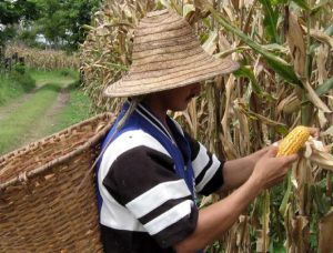Producción maíz colombia: Colombia fortalecerá producción de maíz para bajar importaciones Producción maíz colombia: Colombia fortalecerá producción de maíz para bajar importaciones