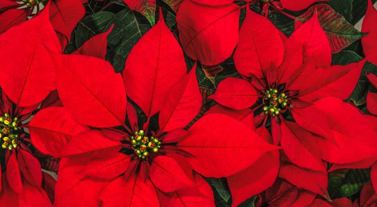 Poinsettias, flores de Pascua: Así se cultivan las matas de Navidad Poinsettias, flores de Pascua: Así se cultivan las matas de Navidad