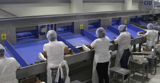 Exportaciones de aguacate: Aguacate hass en Tolima, una oportunidad de empleo Exportaciones de aguacate: Aguacate hass en Tolima, una oportunidad de empleo