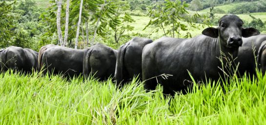 Cría de Búfalos: En 2019 se impulsará el consumo de carne de búfalo Cría de Búfalos: En 2019 se impulsará el consumo de carne de búfalo