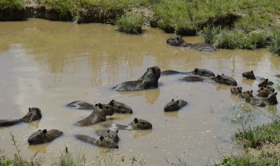 Chiguiros sequía Casanare: Temen mortandad de chigüiros por aumento de la sequía Chiguiros sequía Casanare: Temen mortandad de chigüiros por aumento de la sequía