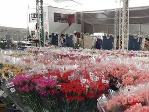 El Clavel, la flor de moda en el mundo. El Clavel, la flor de moda en el mundo.