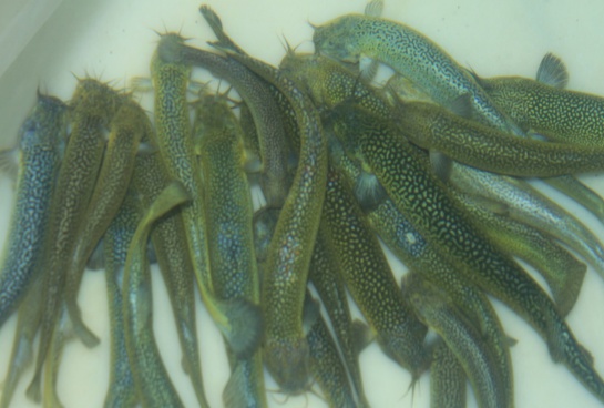 Pesca y acuicultura: Desarrollan cría de pescado bagre en cautiverio Pesca y acuicultura: Desarrollan cría de pescado bagre en cautiverio