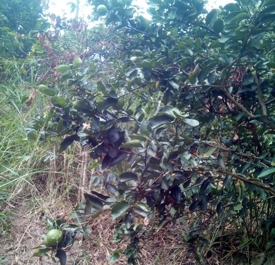 Árbol de Limón Árbol de Limón