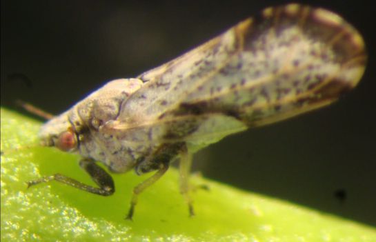 insectos: No mate los insectos, son vitales en el campo insectos: No mate los insectos, son vitales en el campo