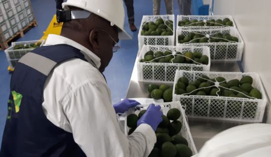 Exportaciones agropecuarias: Exportar, una oportunidad para fortalecer el campo Exportaciones agropecuarias: Exportar, una oportunidad para fortalecer el campo