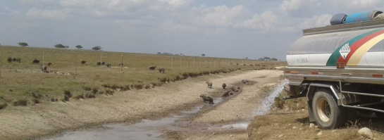 Cambio Climático: La sequía está matando a los animales en Casanare Cambio Climático: La sequía está matando a los animales en Casanare