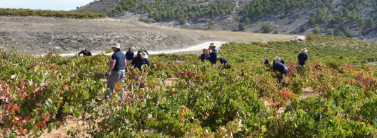 Vinos: Cuando estás en un viñedo baja Dios a hablar contigo Vinos: Cuando estás en un viñedo baja Dios a hablar contigo