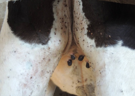 Garrapatas UDCA: Investigadores de UDCA están desarrollando vacuna contra garrapatas Garrapatas UDCA: Investigadores de UDCA están desarrollando vacuna contra garrapatas