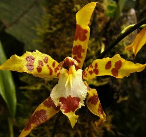 Con una cinta de color azul se premia al primer puesto en el concurso de Orquídeas. Con una cinta de color azul se premia al primer puesto en el concurso de Orquídeas.