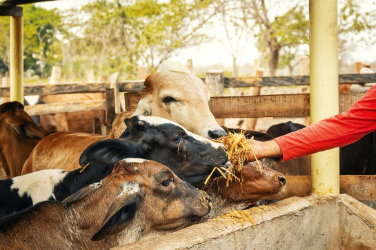 Comida animales sequía: Avena forrajera, suplemento para el ganado, ideal en sequía Comida animales sequía: Avena forrajera, suplemento para el ganado, ideal en sequía
