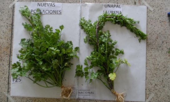 Cilantros: El cilantro, nutritivo y medicinal, sirve hasta en la elaboración de vodka Cilantros: El cilantro, nutritivo y medicinal, sirve hasta en la elaboración de vodka