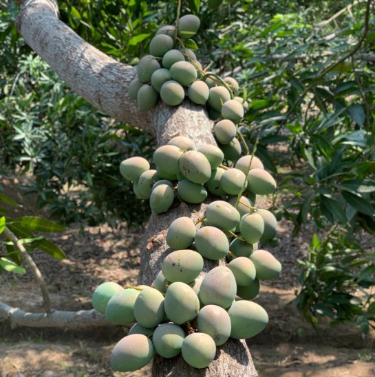 Alimentos: El mango, una fruta muy rica en nutrientes Alimentos: El mango, una fruta muy rica en nutrientes