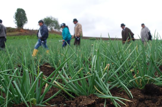 Cultivos de cebolla Cultivos de cebolla