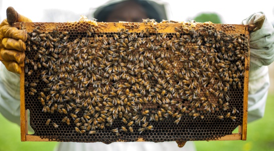 Dia Mundial de las abejas: Colombia tiene gran potencial apícola, pero debe cuidar sus abejas Dia Mundial de las abejas: Colombia tiene gran potencial apícola, pero debe cuidar sus abejas