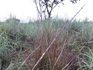 grillos come pasto: Una plaga está destruyendo los pastos en Mapiripán, Meta grillos come pasto: Una plaga está destruyendo los pastos en Mapiripán, Meta