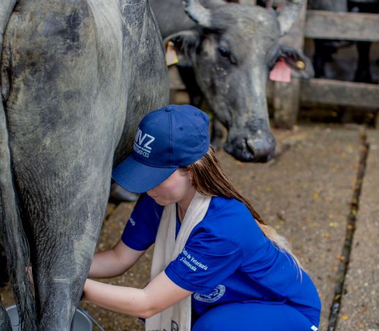 Leche de búfala: Carne y leche de búfalos se abren espacio en Colombia Leche de búfala: Carne y leche de búfalos se abren espacio en Colombia