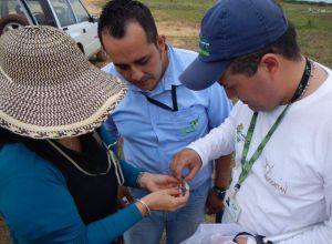 Plagas cultivos Mapiripán: Así se combate al “grillo come pasto” que ataca en los Llanos orientales Plagas cultivos Mapiripán: Así se combate al “grillo come pasto” que ataca en los Llanos orientales