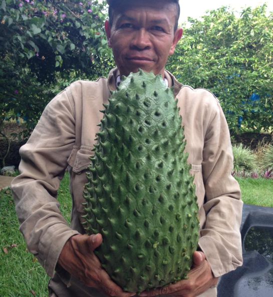 Producción frutas Colombia: La guanábana, fruta desconocida en el exterior con retos de exportación Producción frutas Colombia: La guanábana, fruta desconocida en el exterior con retos de exportación