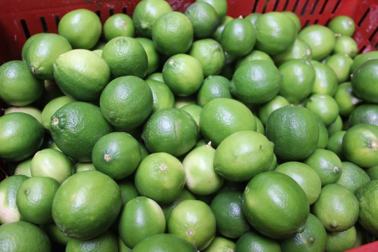 HLB en cítricos Colombia: Cómo prevenir en sus cultivos de cítricos el “dragón asiático” HLB en cítricos Colombia: Cómo prevenir en sus cultivos de cítricos el “dragón asiático”