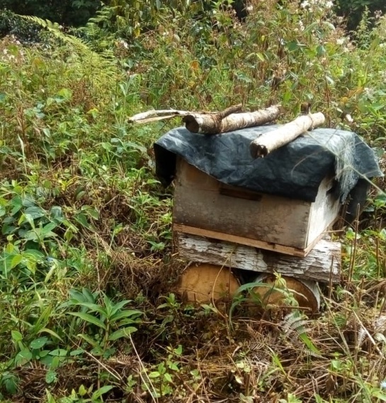 Miel de abejas: La apicultura, otra apuesta para los productores del Tolima Miel de abejas: La apicultura, otra apuesta para los productores del Tolima