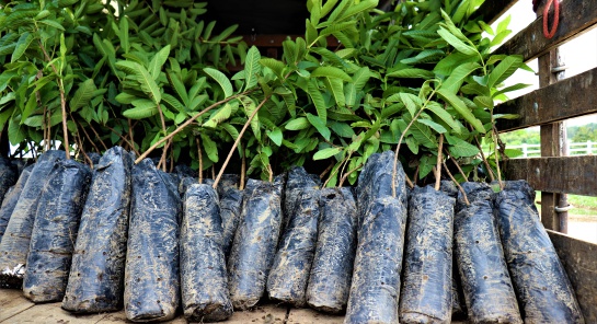 Material vegetal listo para la entrega a campesinos del sur del Meta. Material vegetal listo para la entrega a campesinos del sur del Meta.
