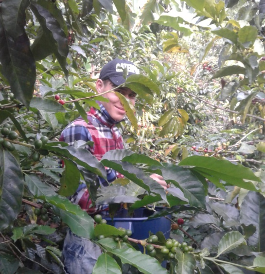 Producción cafetera: Uno de los mejores café artesanales se toma en Ibagué Producción cafetera: Uno de los mejores café artesanales se toma en Ibagué