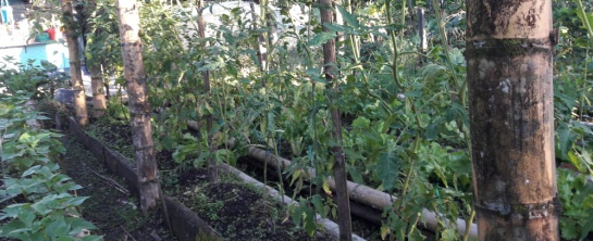 Produccion tomate chonto: Así cultivan los campesinos de Colombia el tomate orgánico Produccion tomate chonto: Así cultivan los campesinos de Colombia el tomate orgánico