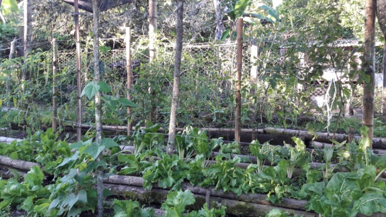 Produccion tomate chonto: Así cultivan los campesinos de Colombia el tomate orgánico Produccion tomate chonto: Así cultivan los campesinos de Colombia el tomate orgánico