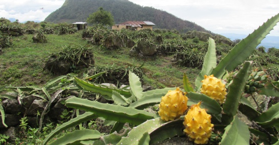 Cultivos de pitahaya Cultivos de pitahaya