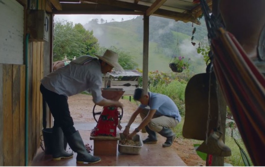 Café Caquetá proceso paz: Esperanza de Colombia, café para redimir al departamento de Caquetá Café Caquetá proceso paz: Esperanza de Colombia, café para redimir al departamento de Caquetá