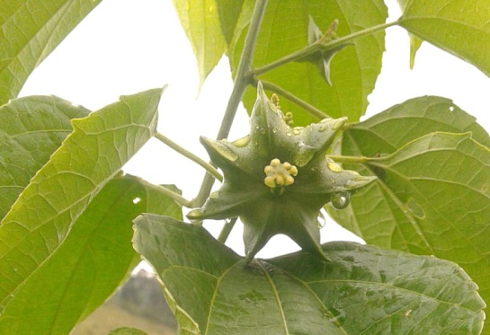 Cultivo de Sacha Inchi Cultivo de Sacha Inchi