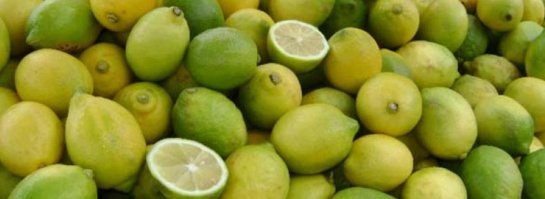 HLD dragón amarillo Agrosavia: Un insecto benéfico para prevenir el “dragón amarillo” en los cítricos HLD dragón amarillo Agrosavia: Un insecto benéfico para prevenir el “dragón amarillo” en los cítricos