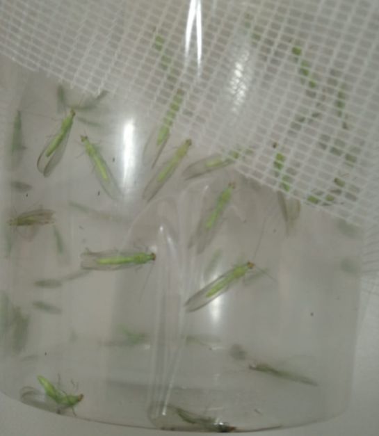 HLD dragón amarillo Agrosavia: Un insecto benéfico para prevenir el “dragón amarillo” en los cítricos HLD dragón amarillo Agrosavia: Un insecto benéfico para prevenir el “dragón amarillo” en los cítricos