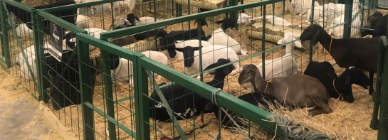 Agroexpo 2019 Corferias Ovinos: Los animales, invitados de honor y a quienes todos admiran en Agroexpo Agroexpo 2019 Corferias Ovinos: Los animales, invitados de honor y a quienes todos admiran en Agroexpo