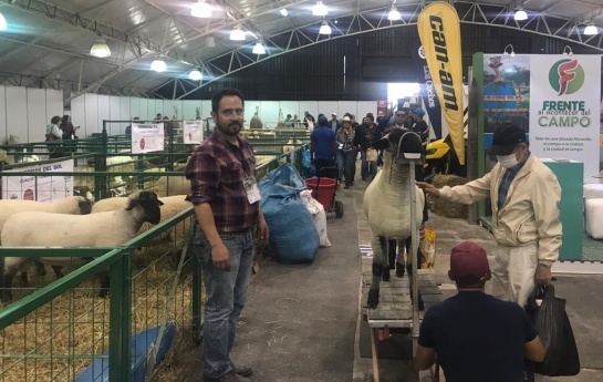 Agroexpo 2019 Corferias Ovinos: Los animales, invitados de honor y a quienes todos admiran en Agroexpo Agroexpo 2019 Corferias Ovinos: Los animales, invitados de honor y a quienes todos admiran en Agroexpo