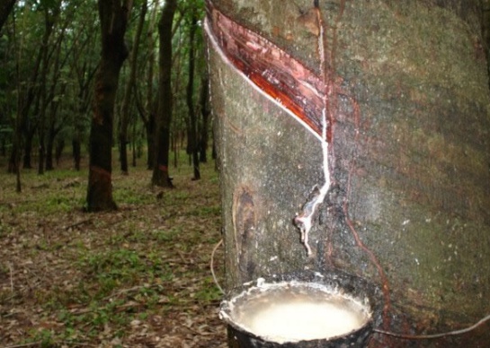 Corte y oreño de un árbol de caucho Corte y oreño de un árbol de caucho