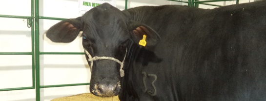 Ganado angus Ganado angus